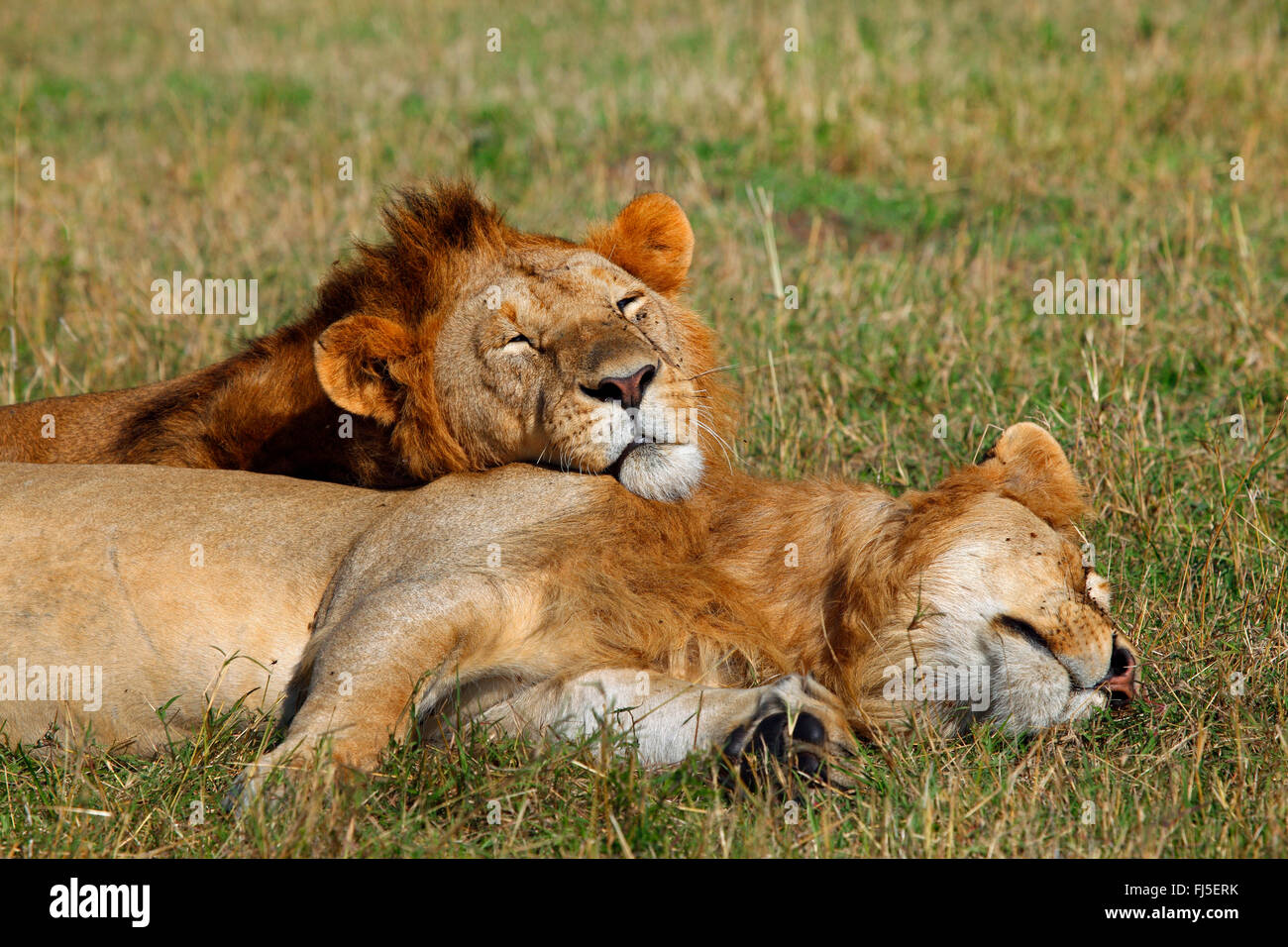 Lion (Panthera leo), deux mâles de couchage à Savannah, Kenya, Masai Mara National Park Banque D'Images