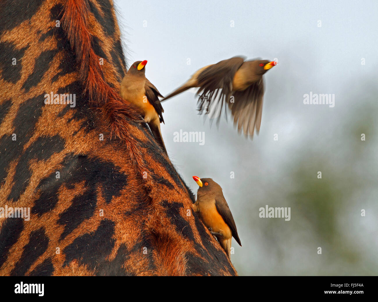 Red-billed Oxpecker (Buphagus erythrorhynchus), oxpeckers sur une girafe, Kenya, Masai Mara National Park Banque D'Images