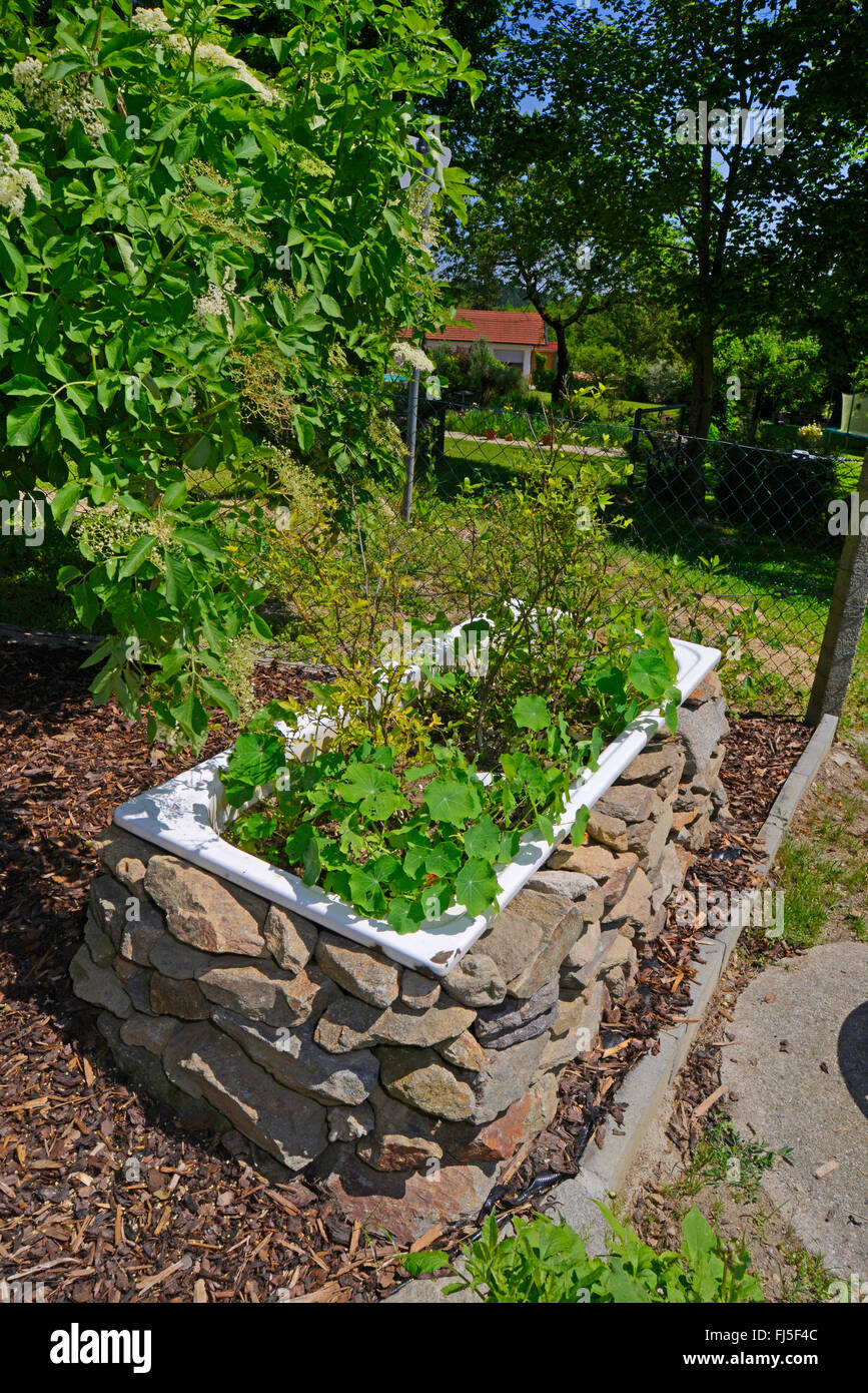 Indian cress, commun capucine, capucine (Tropaeolum majus), baignoire avec mur de pierres sèches comme un lit avec Indian cress, Allemagne Banque D'Images