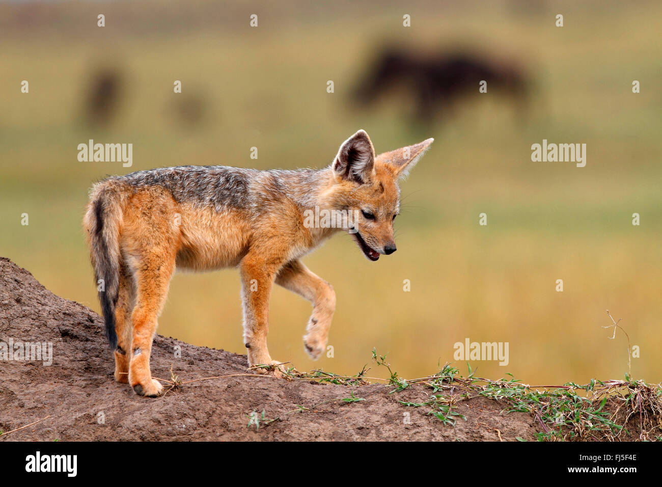 Le chacal à dos noir (Canis mesomelas), se situe à den, Kenya, Masai Mara National Park Banque D'Images