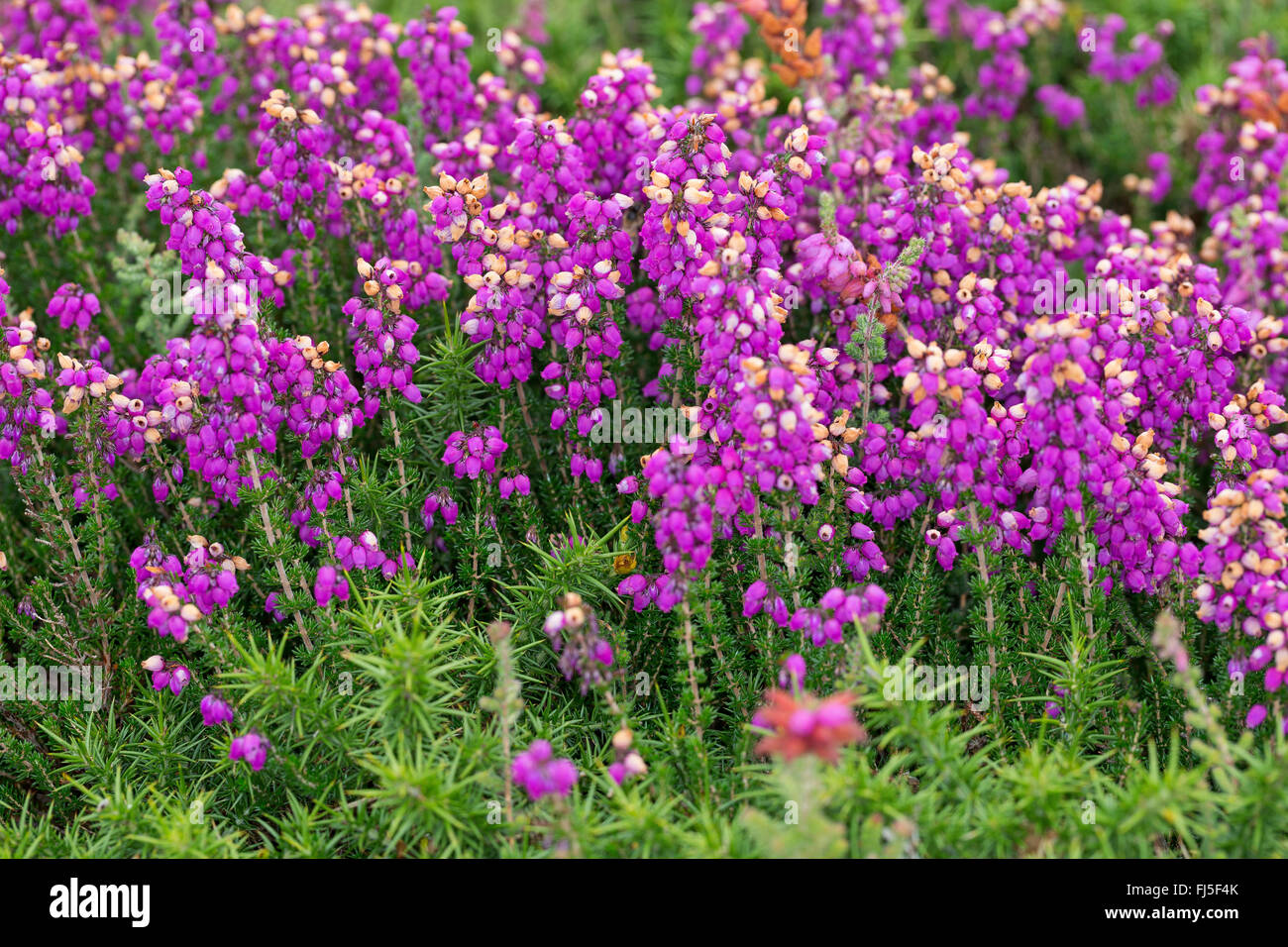 Heather Bell, Scotch heath (Erica cinerea), la floraison, France Banque D'Images