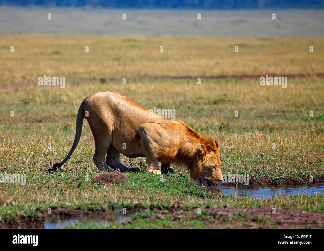 Lion (Panthera leo), la lionne des boissons au waterhole, Kenya, Masai Mara National Park Banque D'Images