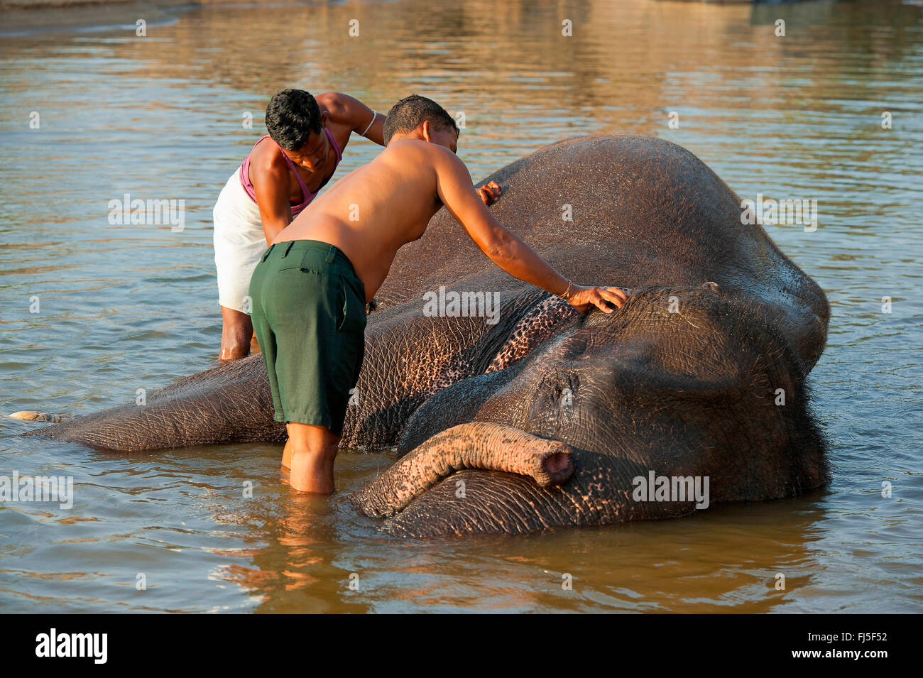 L'éléphant indien (Elephas maximus indicus, Elephas maximus bengalensis), deux keepers lave-Tara, l'un des plus célèbres éléphants d'Asie, Inde, vache Madhya Pradesh Banque D'Images