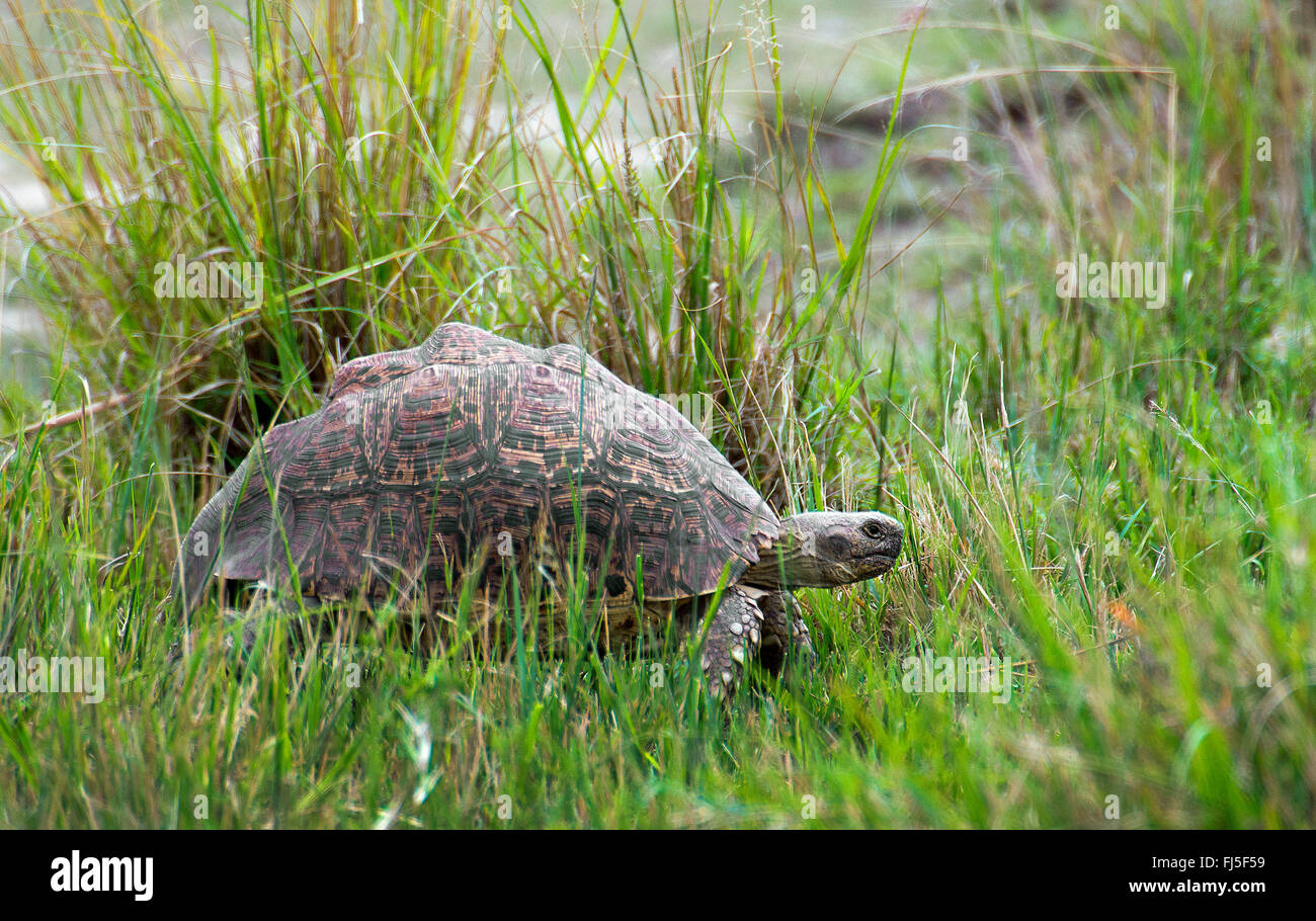 (Stigmochelys pardalis tortue léopard, Geochelone pardalis), sur l'herbe, vue latérale, Kenya, Masai Mara National Park Banque D'Images