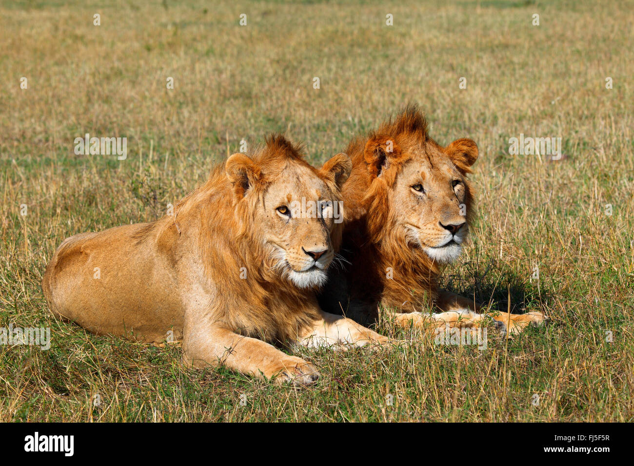 Lion (Panthera leo), deux hommes se trouvant à Savannah, Kenya, Masai Mara National Park Banque D'Images