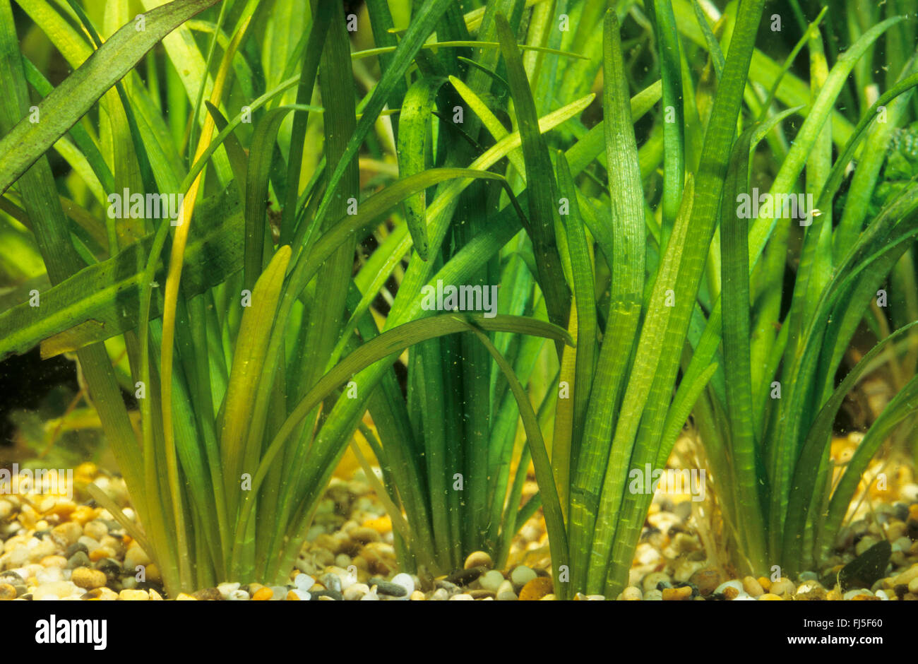 Awl-feuille, Arrowhead (Sagittaria subulata sagittaria naine) Banque D'Images