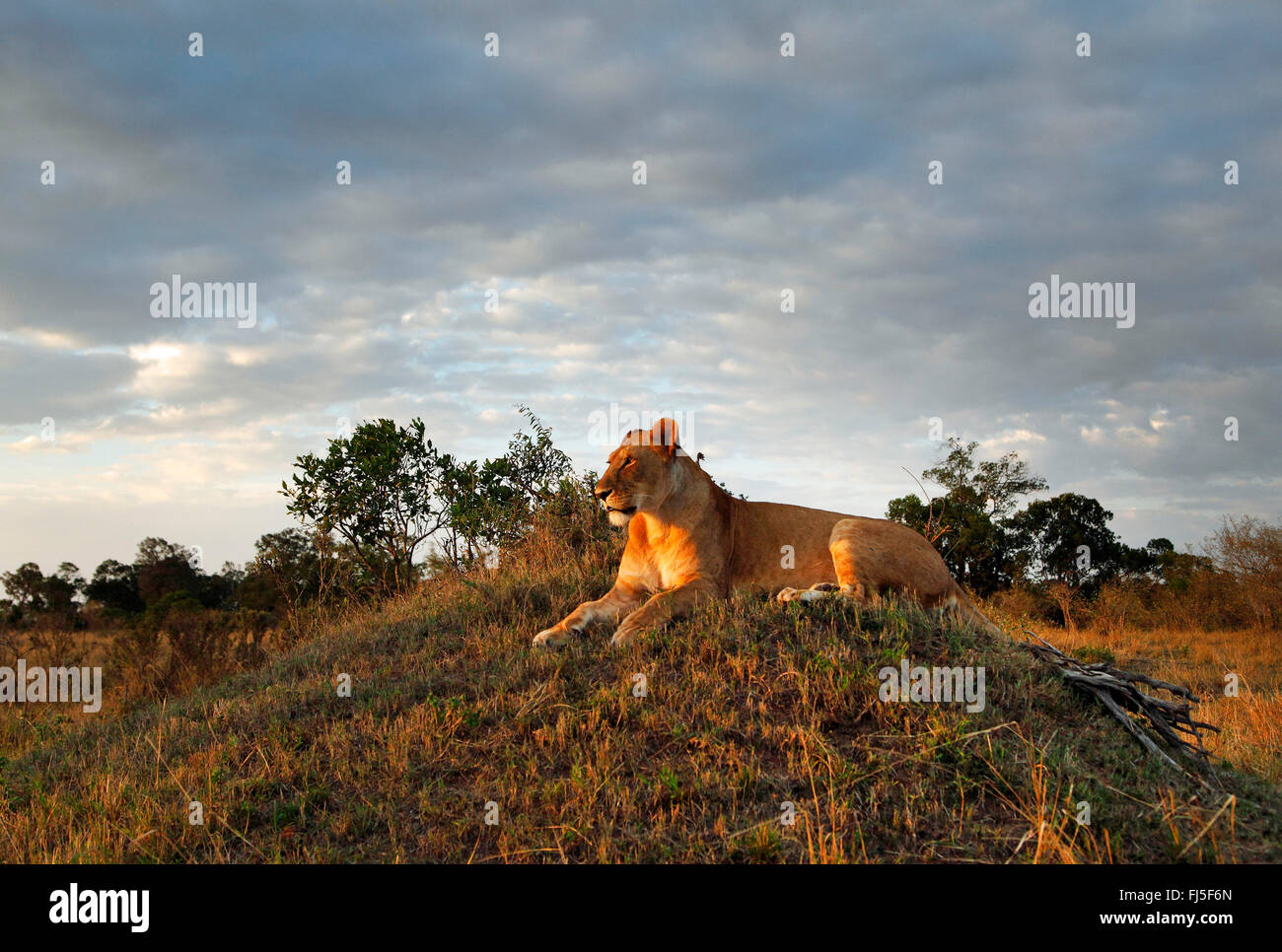 Lion (Panthera leo), Lionne dans la lumière du soir, Kenya, Masai Mara National Park Banque D'Images