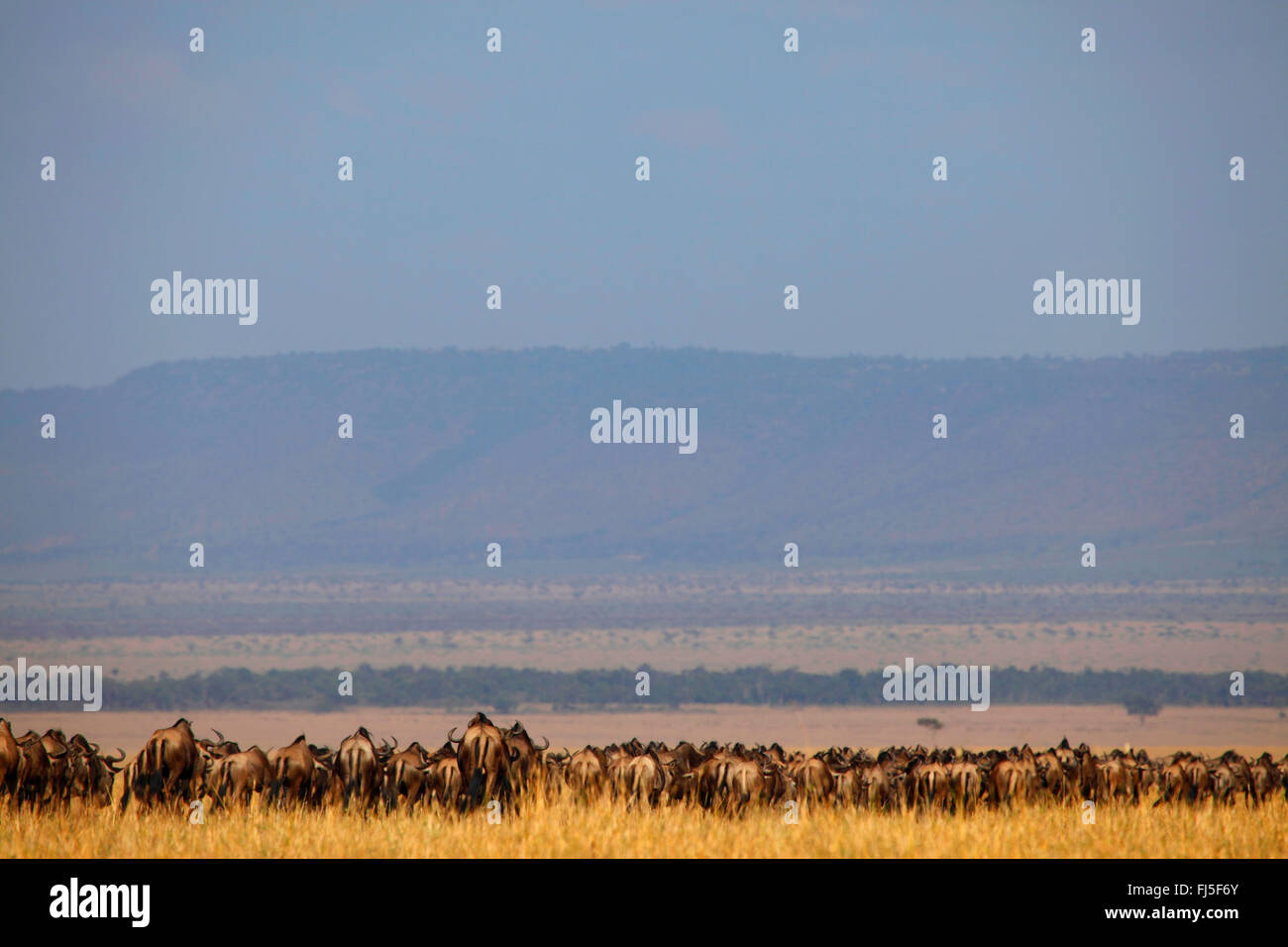Le Gnou (Connochaetes taurinus barbu) albojubatus, troupeau à Savannah, Kenya, Masai Mara National Park Banque D'Images