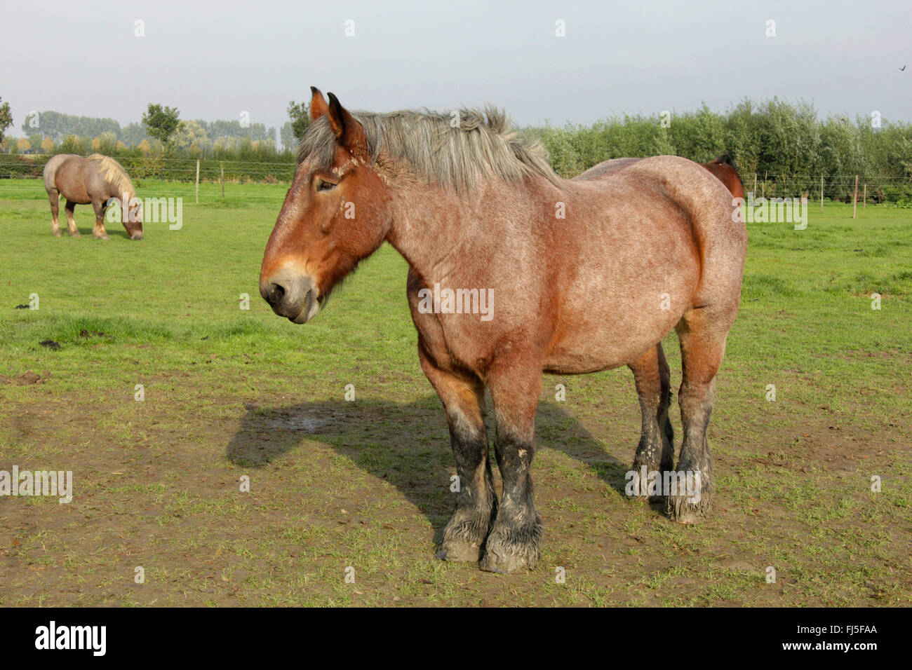Ardenner Cheval (Equus przewalskii f. caballus), cheval lourd debout dans un paddock, Pays-Bas, Zeeland, Oostburg Banque D'Images