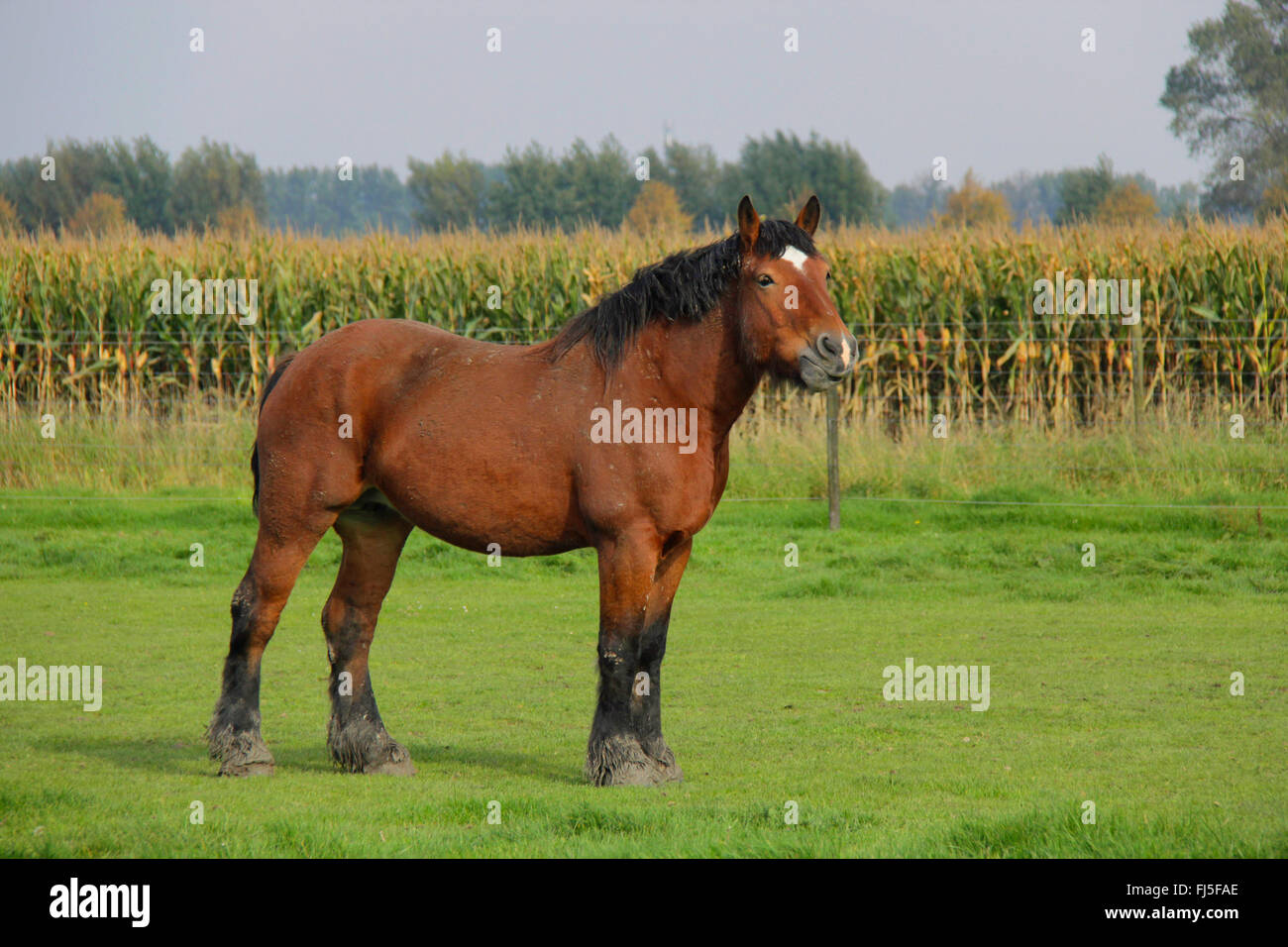 Ardenner Cheval (Equus przewalskii f. caballus), cheval lourd dans un paddock, Pays-Bas, Zeeland, Oostburg Banque D'Images
