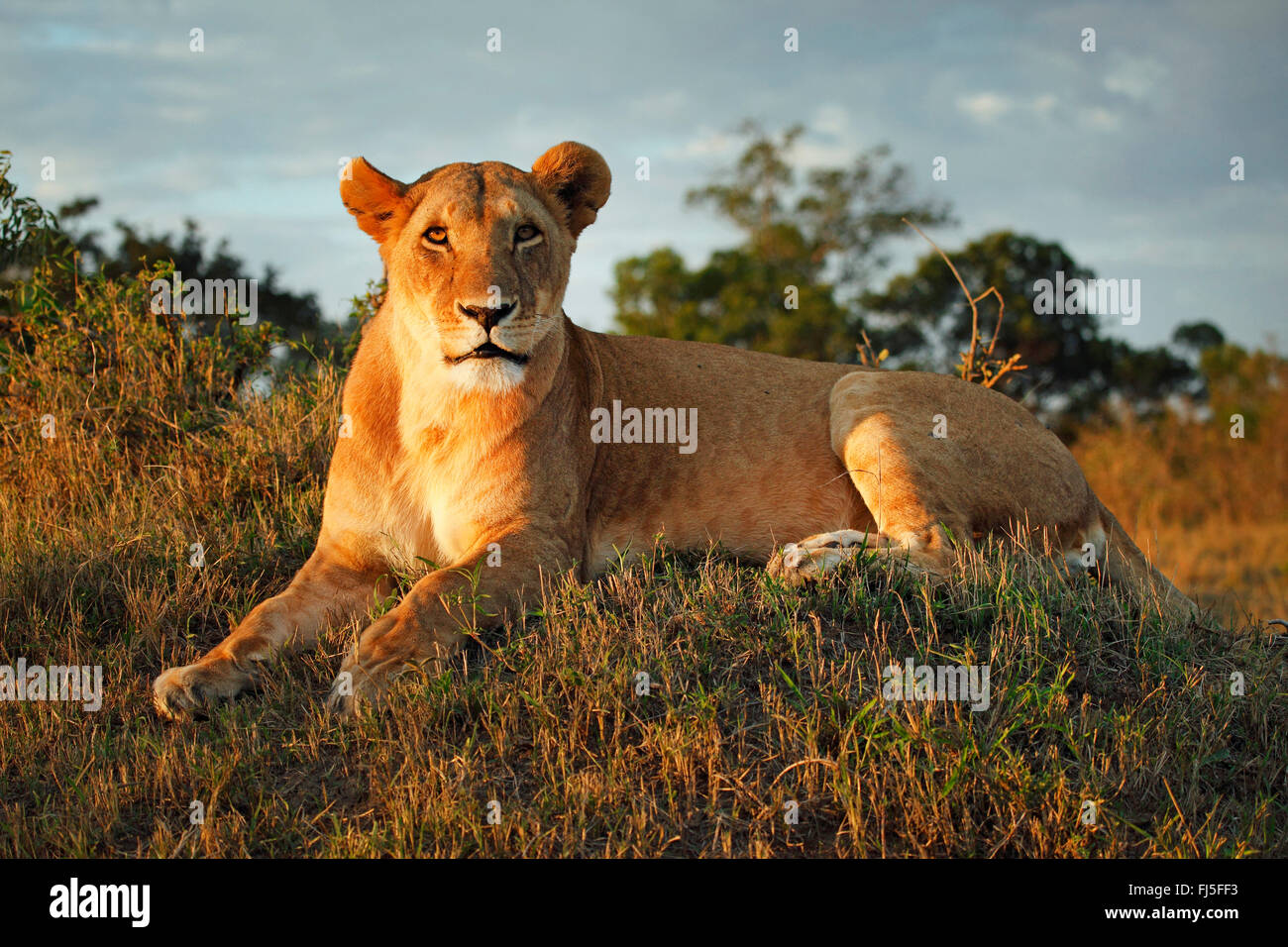Lion (Panthera leo), Lionne dans la lumière du soir, Kenya, Masai Mara National Park Banque D'Images