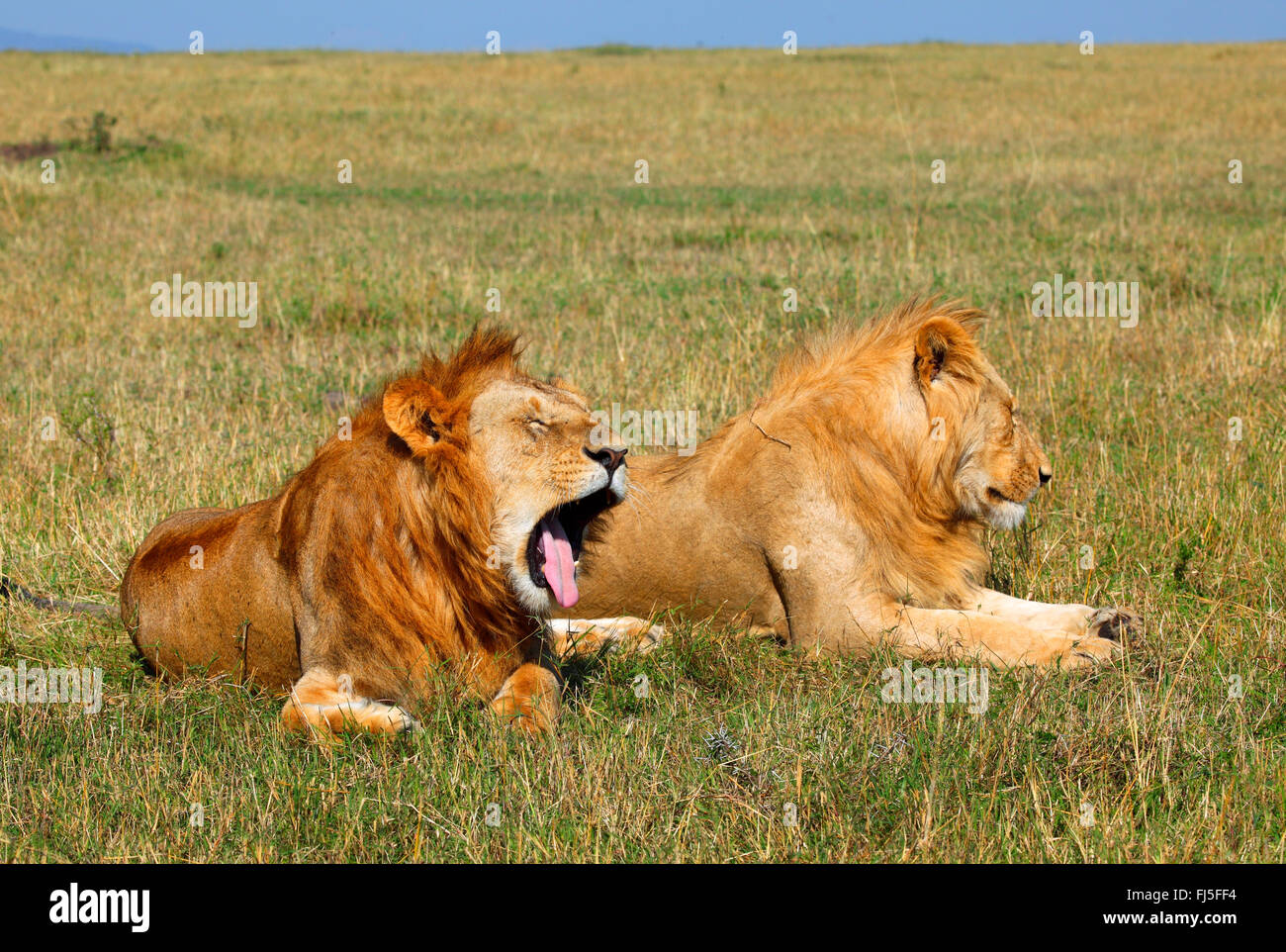 Lion (Panthera leo), deux hommes se trouvant à Savannah, Kenya, Masai Mara National Park Banque D'Images