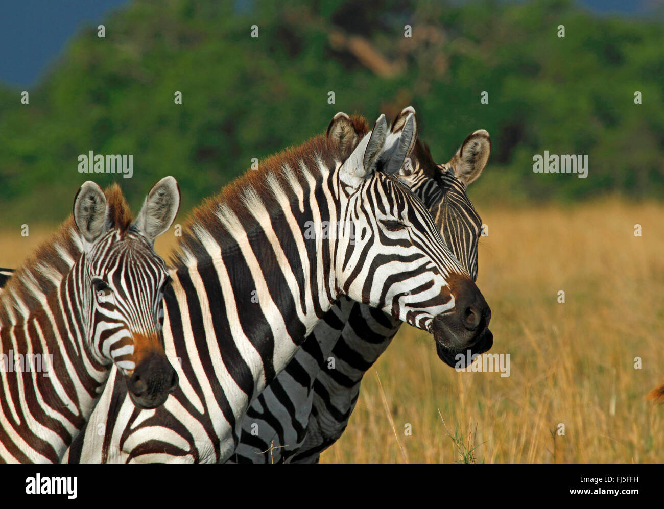 Le zèbre de Boehm, Grant's zebra (Equus quagga boehmi Equus quagga, granti), trois zèbres, portrait, Kenya, Masai Mara National Park Banque D'Images