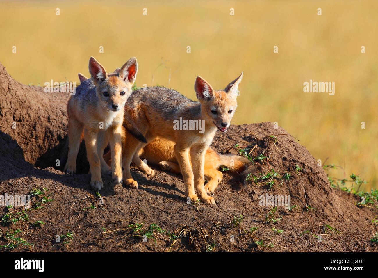 Le chacal à dos noir (Canis mesomelas), les louveteaux à leur tanière, Kenya, Masai Mara National Park Banque D'Images