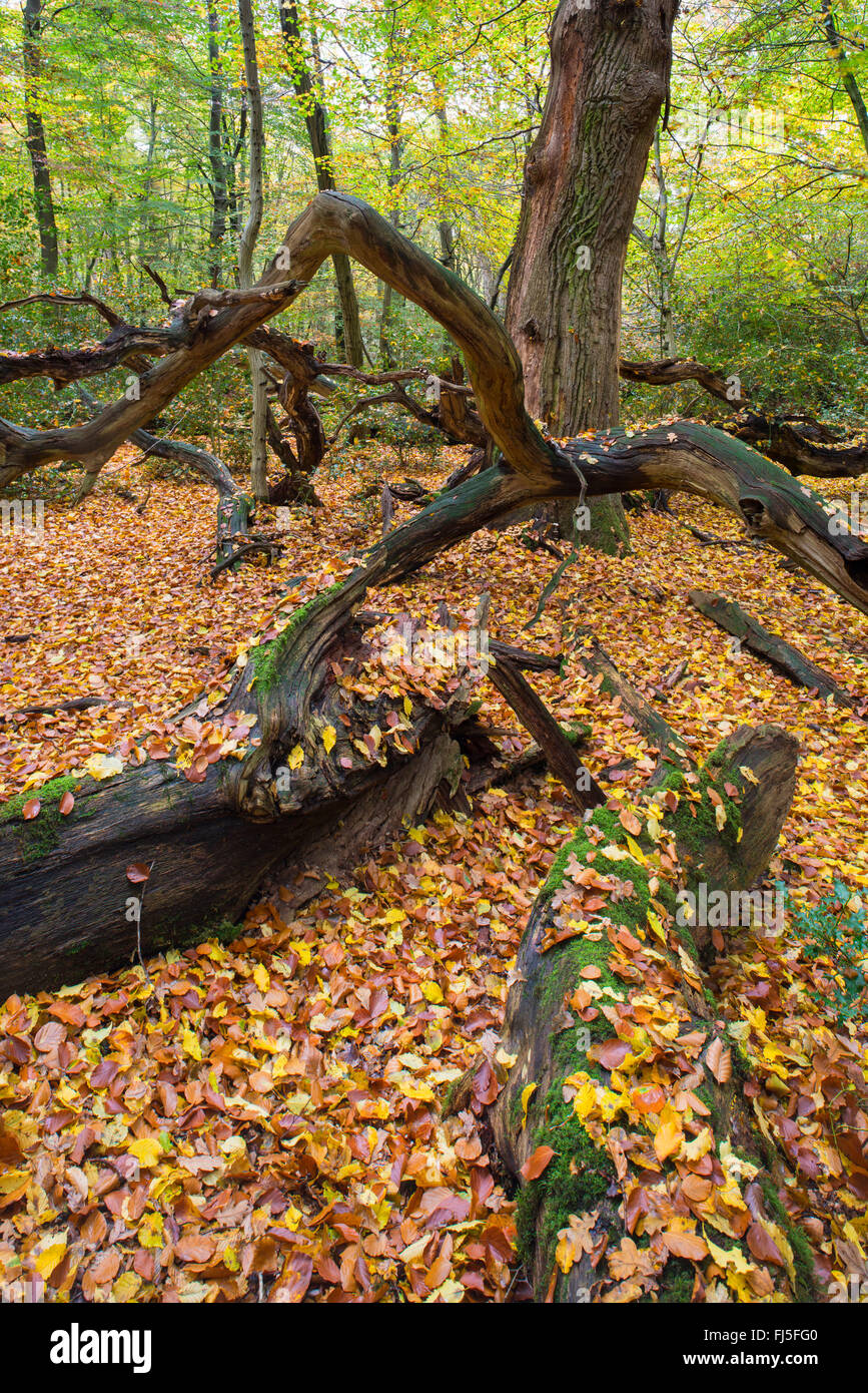 Chêne (Quercus spec.), la forêt vierge Hasbruch en automne, l'ALLEMAGNE, Basse-Saxe Oldenburger Land Banque D'Images