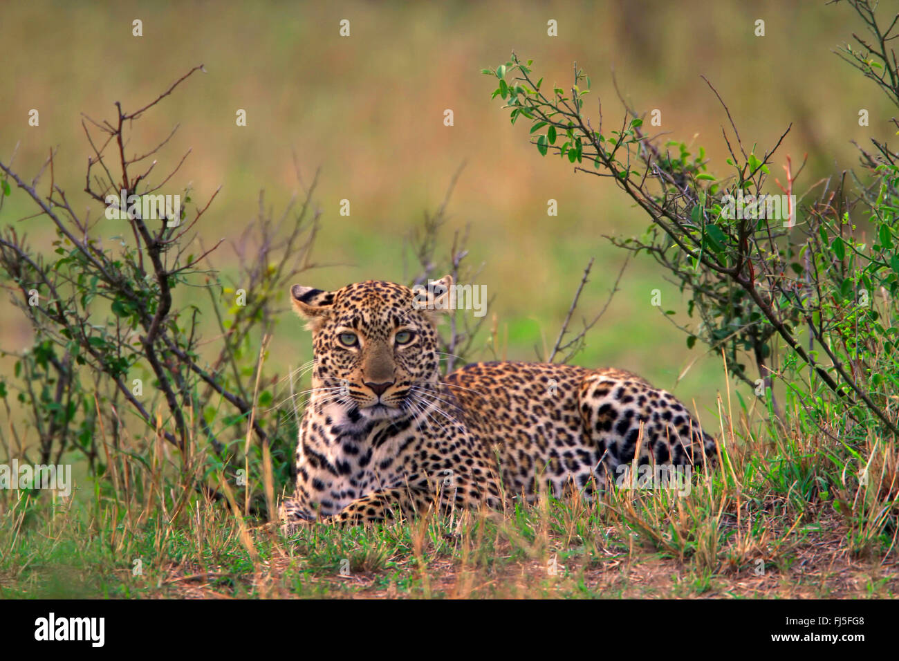Leopard (Panthera pardus), couché dans bosquet, Kenya, Masai Mara National Park Banque D'Images