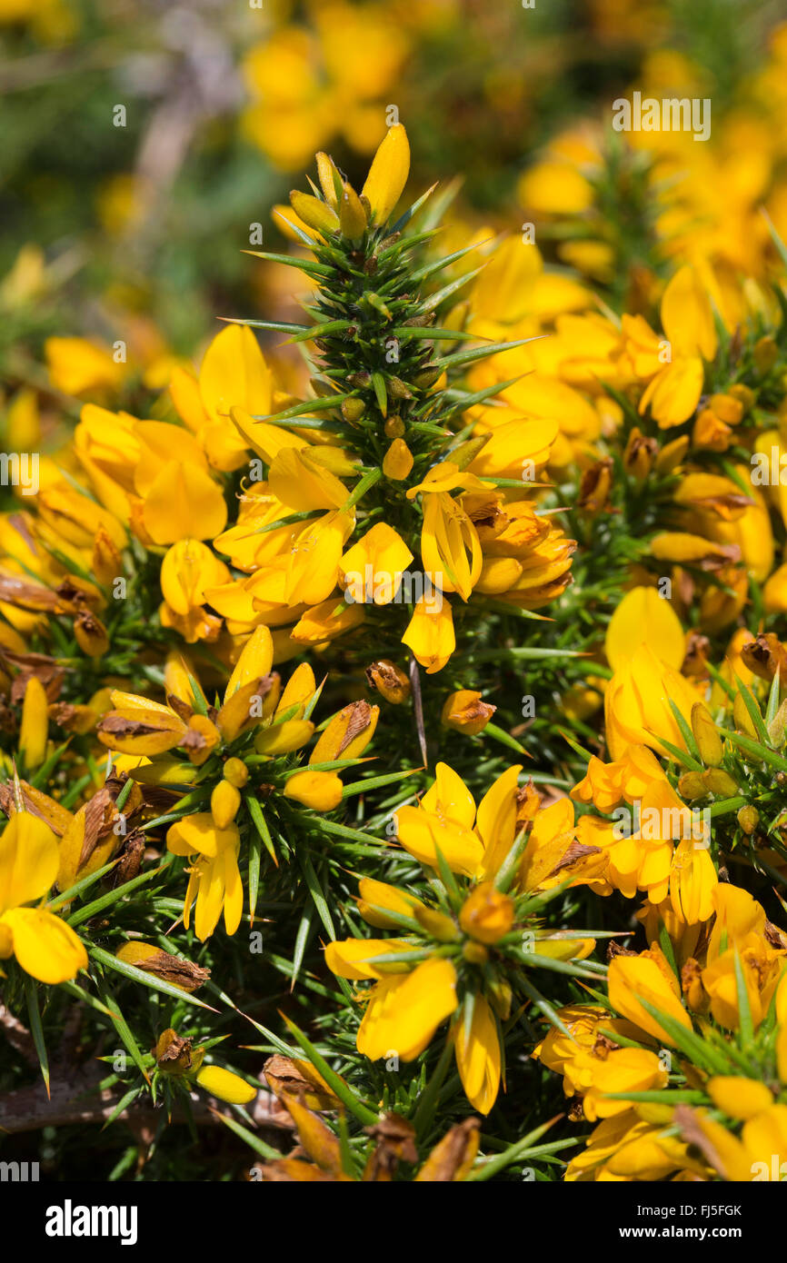 L'ajonc d'Europe de l'Ouest, Nain (Ulex gallii) Furze, blooming, France Banque D'Images