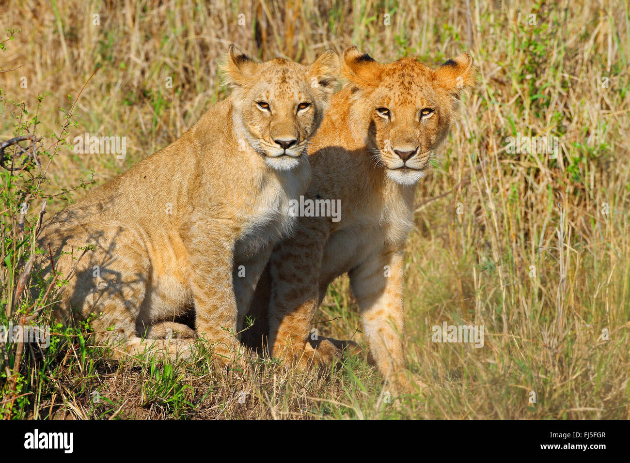Lion (Panthera leo), deux oursons, Kenya, Masai Mara National Park Banque D'Images