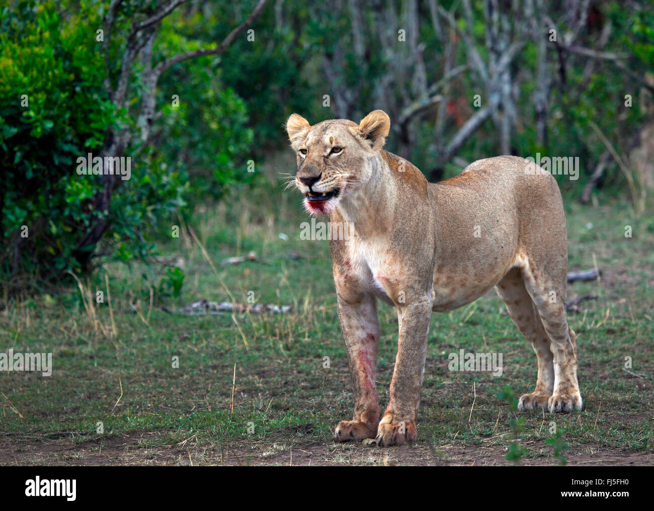 Lion (Panthera leo), femme avec du sang de la bouche, Kenya, Masai Mara National Park Banque D'Images