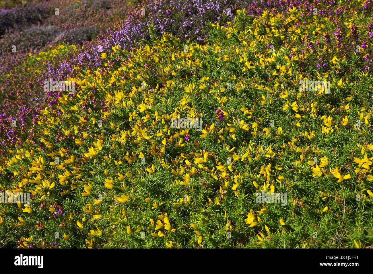 L'ajonc d'Europe de l'Ouest, Nain (Ulex gallii) Furze, sur la côte atlantique avec Scotch Heath, France Banque D'Images