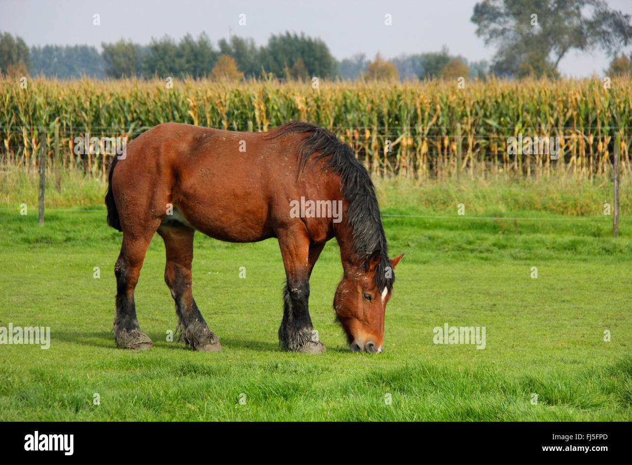 Ardenner Cheval (Equus przewalskii f. caballus), le pâturage de chevaux lourds dans un paddock, Pays-Bas, Zeeland, Oostburg Banque D'Images