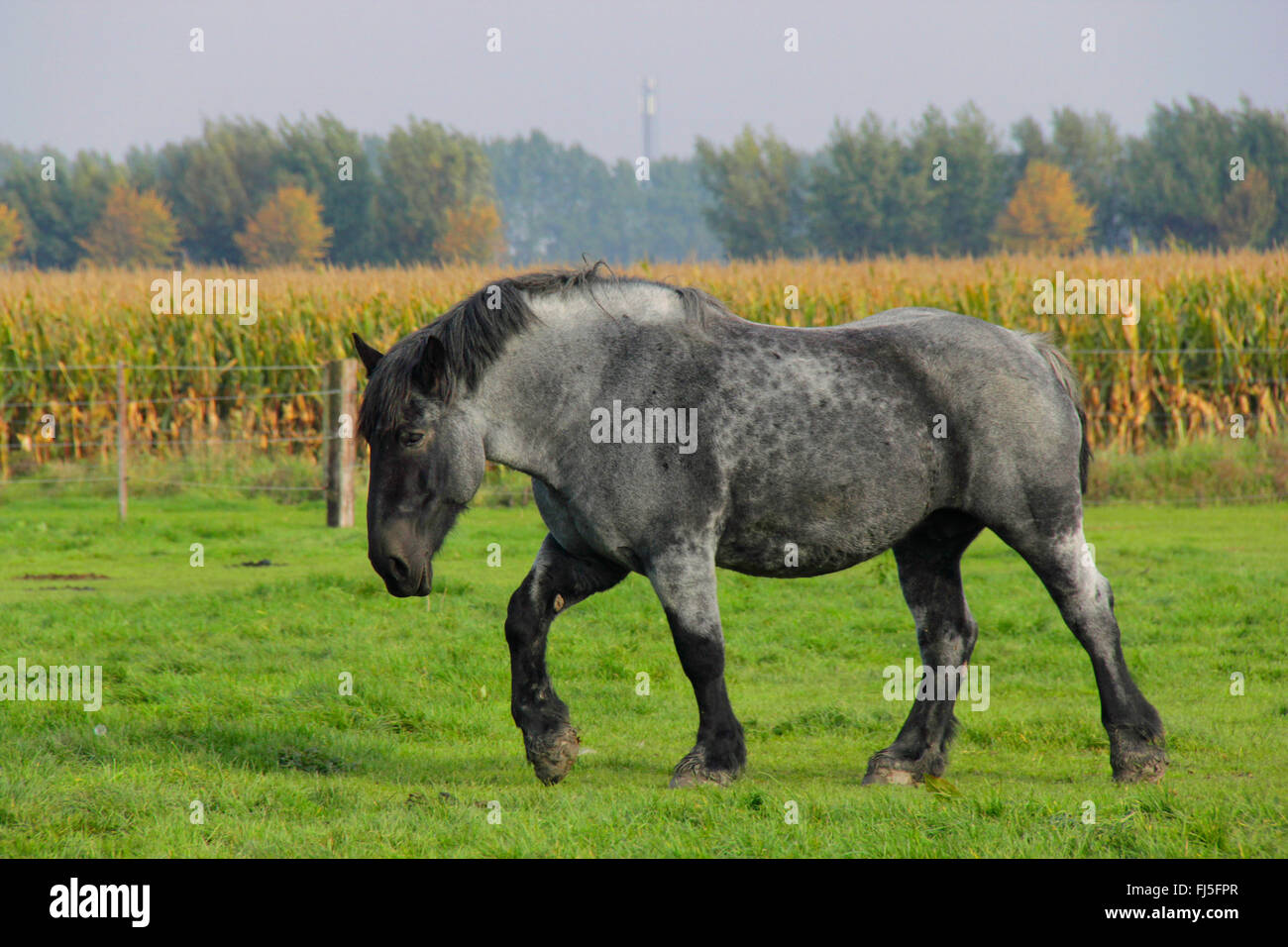 Ardenner Cheval (Equus przewalskii f. caballus), balades de chevaux lourds dans un paddock, Pays-Bas, Zeeland, Oostburg Banque D'Images