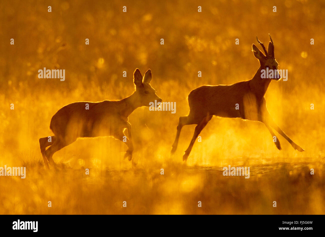 Le chevreuil (Capreolus capreolus), roe buck et le DOE s'échapper dans la lumière du soir, l'Allemagne, Brandebourg Banque D'Images