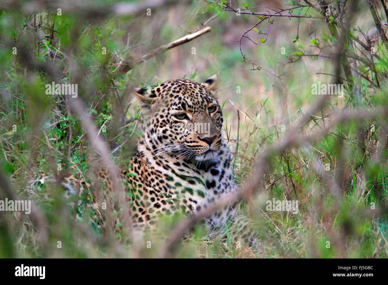 Leopard (Panthera pardus), couché dans bosquet, Kenya, Masai Mara National Park Banque D'Images