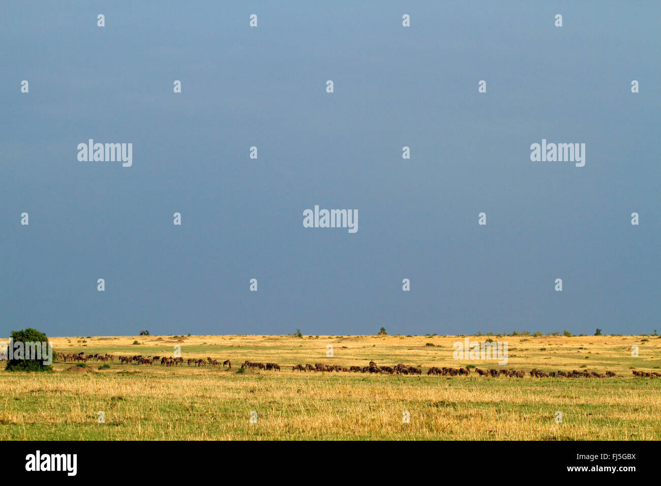 Le Gnou (Connochaetes taurinus barbu) albojubatus, troupeau de gnous dans la savane, Kenya, Masai Mara National Park Banque D'Images