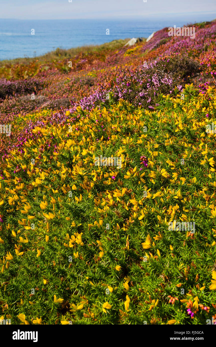 L'ajonc d'Europe de l'Ouest, Nain (Ulex gallii) Furze, sur la côte atlantique avec Scotch Heath, France Banque D'Images