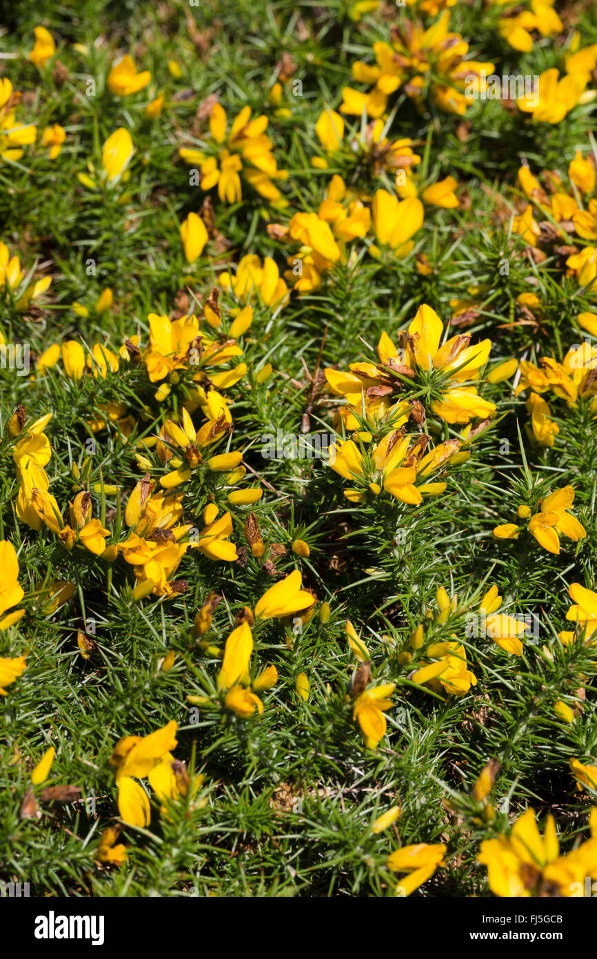 L'ajonc d'Europe de l'Ouest, Nain (Ulex gallii) Furze, blooming, France Banque D'Images