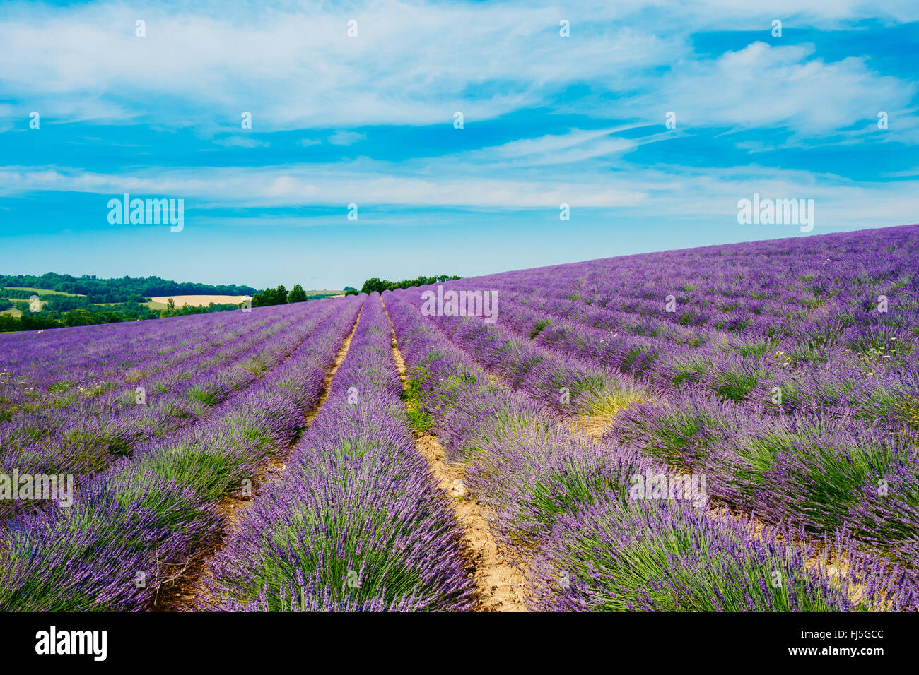 Blooming violet vif sur le terrain des fleurs de lavande en Provence, France. Paysage agricole d'été sous un ciel bleu. Scenic vi Banque D'Images