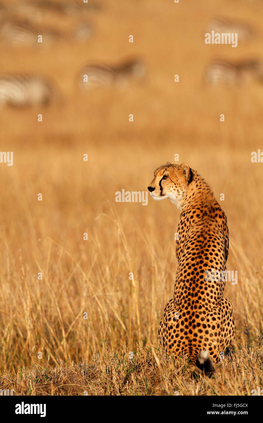 Le Guépard (Acinonyx jubatus), se trouve dans les savanes de pâturage avec zebra troupeau dans l'arrière-plan, Kenya, Masai Mara National Park Banque D'Images