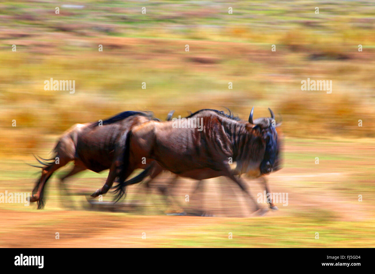 Le Gnou (Connochaetes taurinus barbu albojubatus), l'exécution de troupeau, Kenya, Masai Mara National Park Banque D'Images