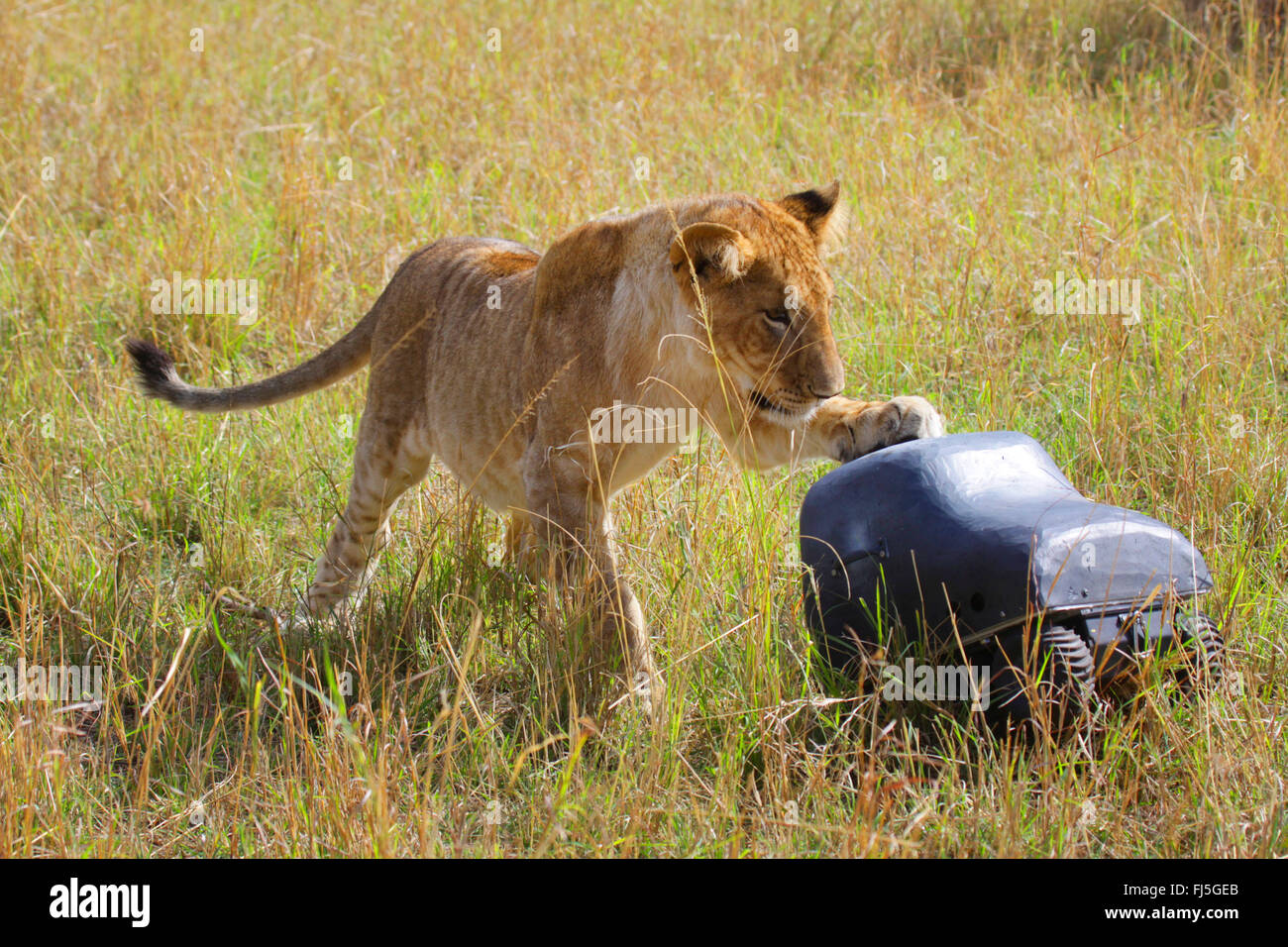 Lion (Panthera leo), jeune lion inspecte une caméra voiture, Kenya, Masai Mara National Park Banque D'Images