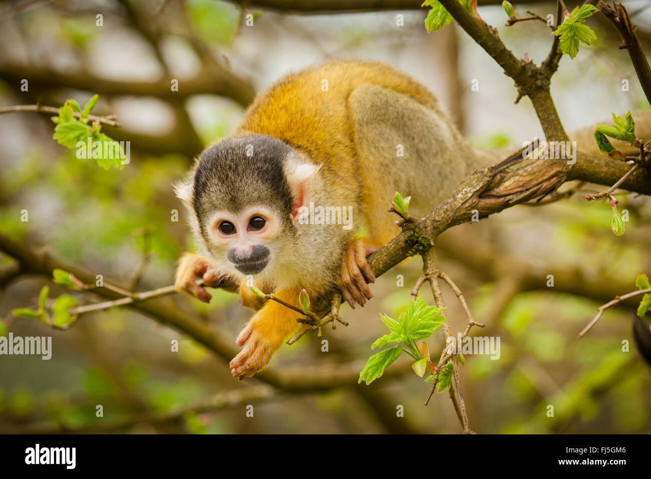 Le singe écureuil (Saimiri spec.), monte sur un arbre Banque D'Images