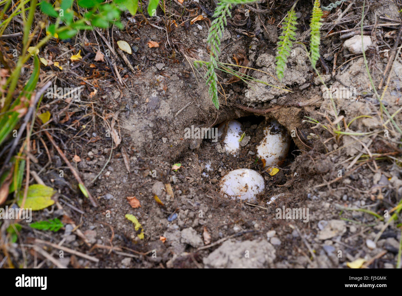 Étang d'Europe, tortue tortue de l'étang d'Europe, Emys orbicularis (tortue), découvert les oeufs d'une tortue Cistude, l'Allemagne, l'Oberschwaben, Pfrunger Ried Banque D'Images