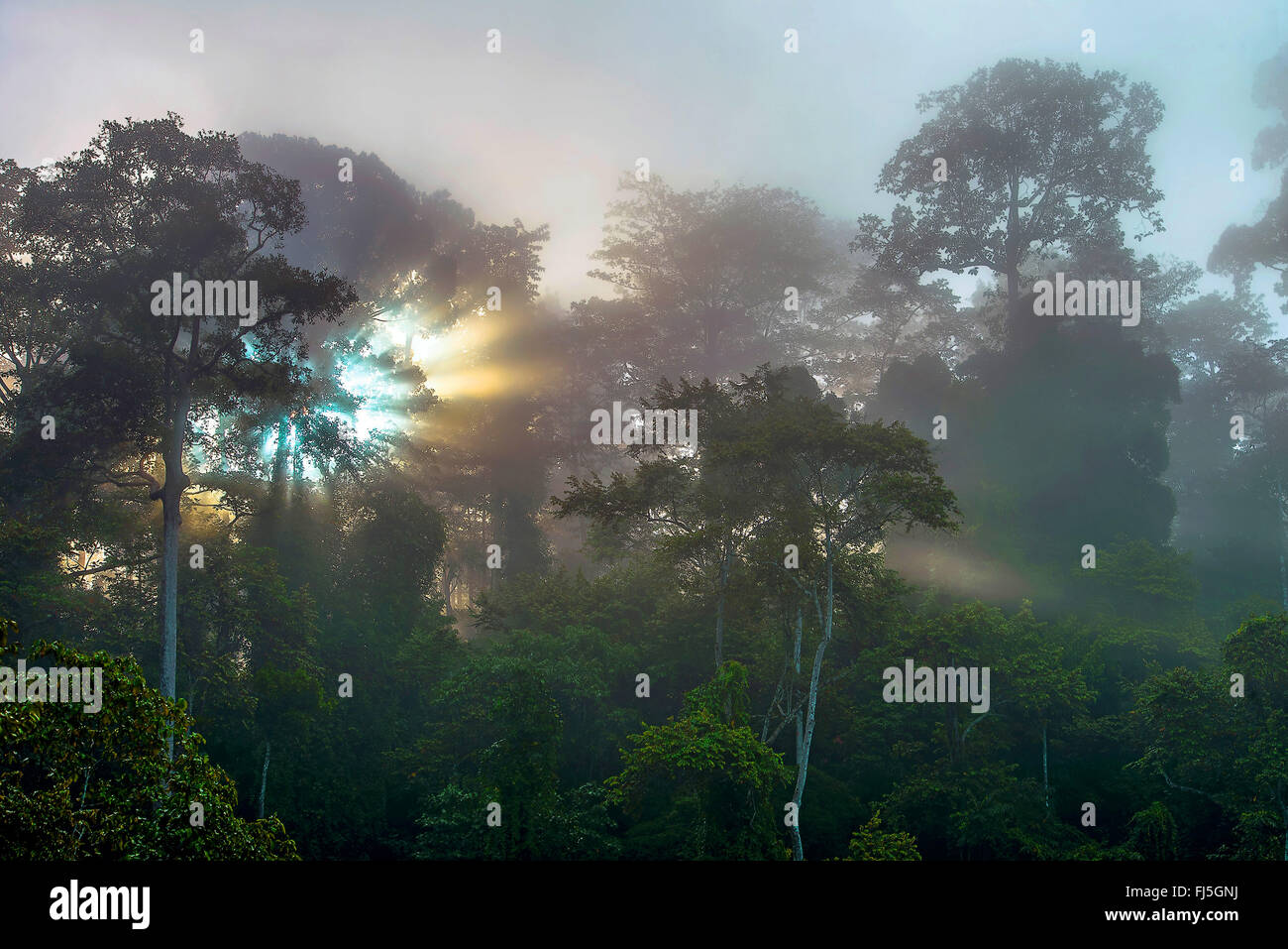 Lever du soleil dans la forêt brumeuse de Tabin, Malaisie, Bornéo, Sabah Banque D'Images