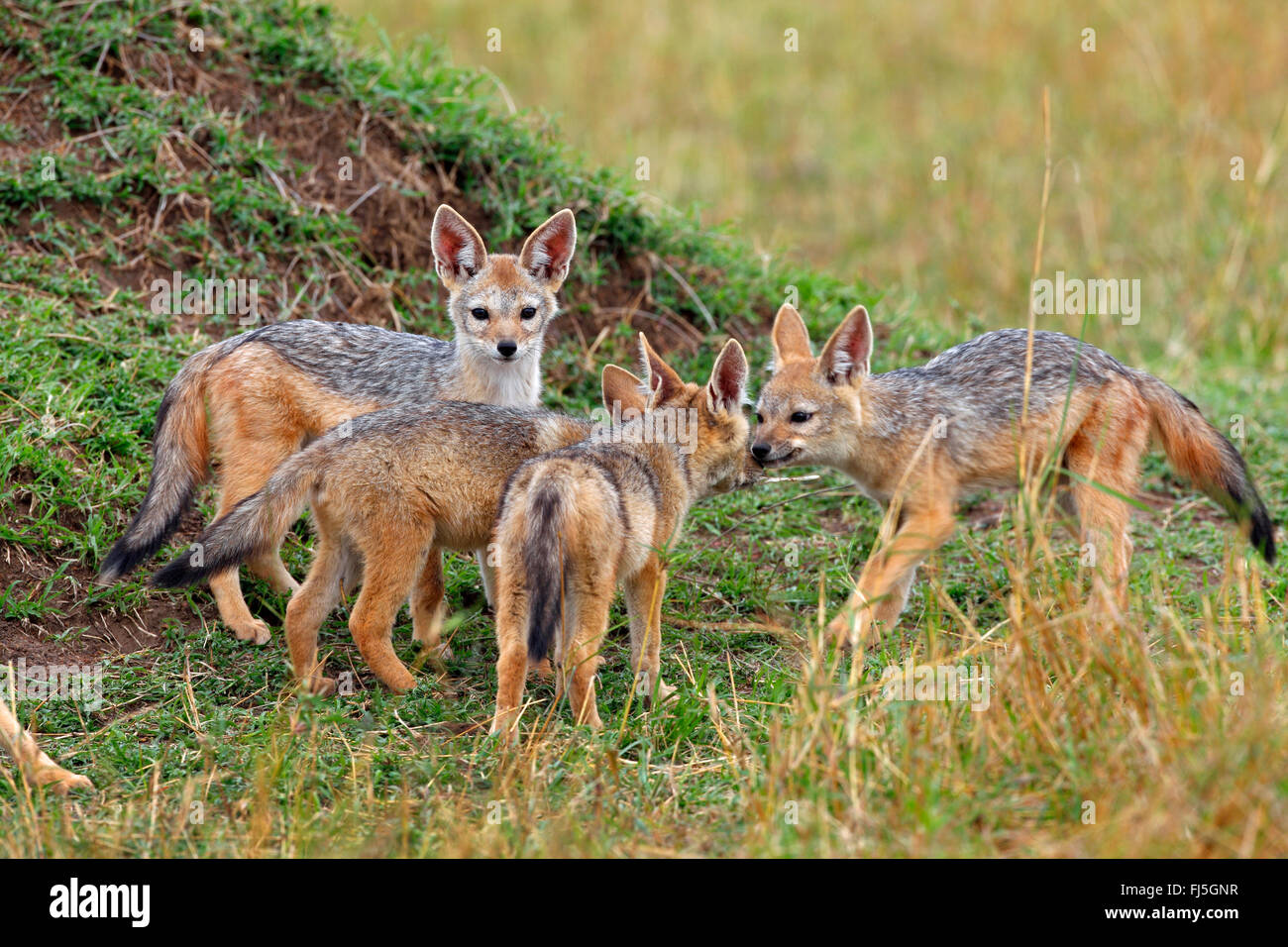 Le chacal à dos noir (Canis mesomelas), quatre petits, Kenya, Masai Mara National Park Banque D'Images