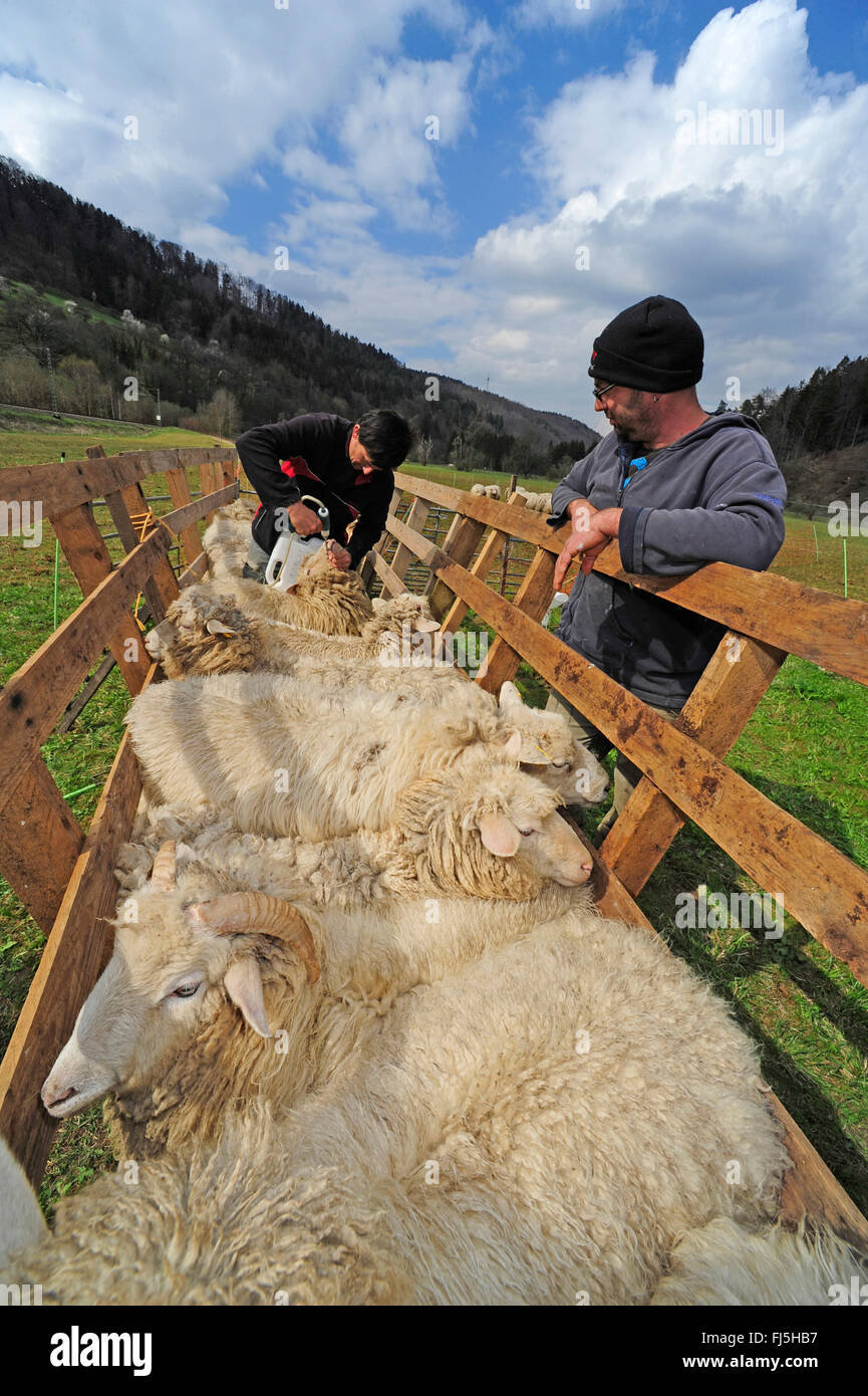Le mouton domestique (Ovis ammon f. bélier), les moutons sont vaccinés, la vaccination orale, l'Allemagne, Bade-Wurtemberg, Forêt-Noire Banque D'Images