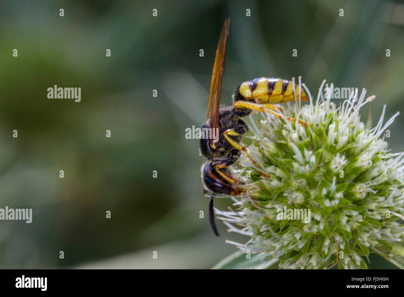 Bee-killer wasp, Bee-killer (Philanthus triangulum, Philanthus apivorus), sur terrain eryngo, Eryngium campestre, Allemagne, Mecklembourg-Poméranie-Occidentale Banque D'Images