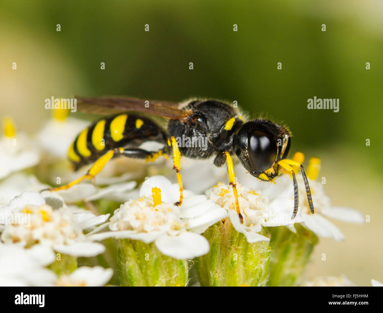 Digger wasp (Ectemnius lapidarius), les aires communes sur le millefeuille (Achillea millefolium), Allemagne Banque D'Images