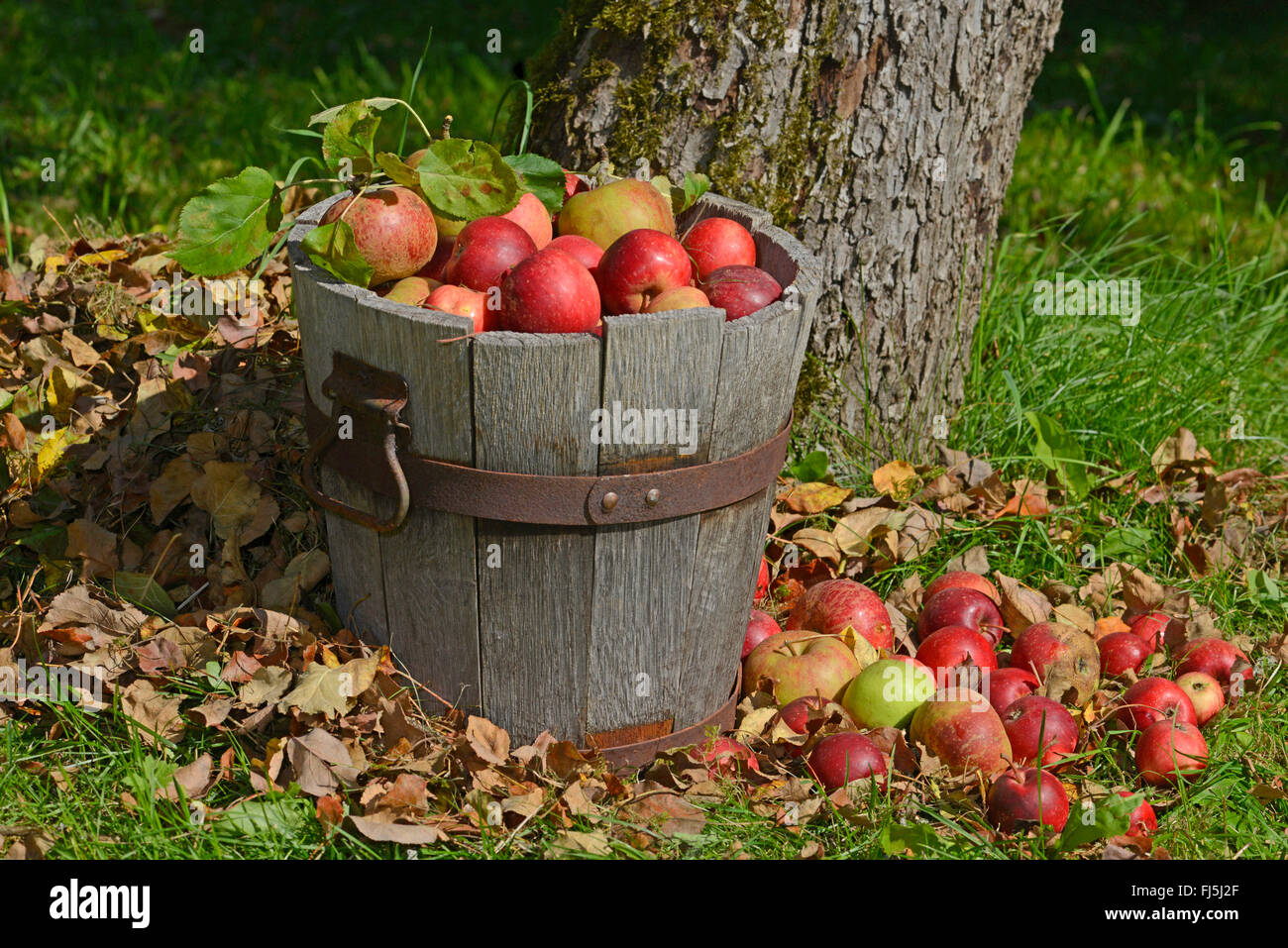 Apple (Malus domestica), récolte des pommes, pommes dans un seau en bois dans un pré verger, Allemagne, Hesse Banque D'Images