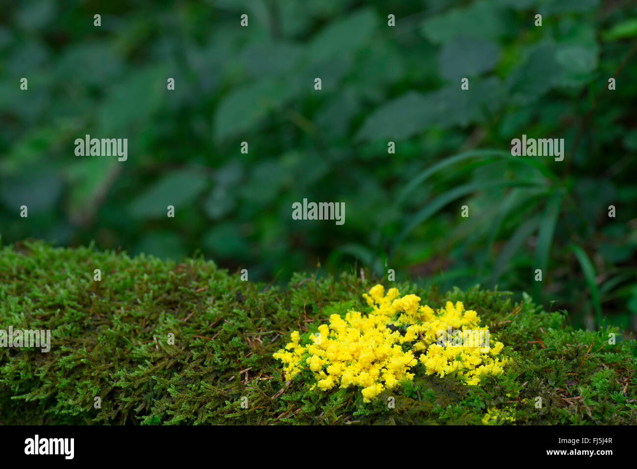Vase d'oeufs brouillés, de Fleurs de tan (Fuligo septica), sur de la mousse, de l'Allemagne, de Bavière, Oberbayern, Haute-Bavière Banque D'Images