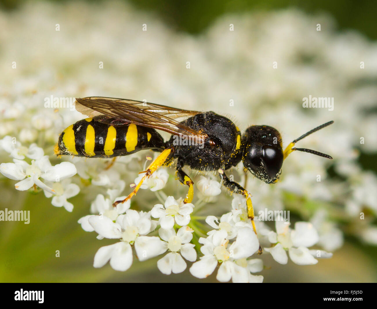 Digger wasp (Ectemnius lapidarius), femme qui se nourrissent de la Carotte sauvage (Daucus carota), Allemagne Banque D'Images
