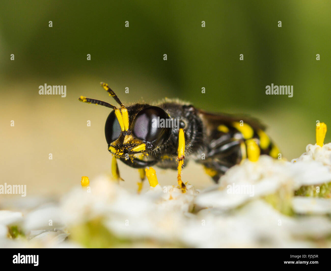Digger wasp (Ectemnius lapidarius), l'achillée millefeuille (Achillea millefolium), Allemagne Banque D'Images