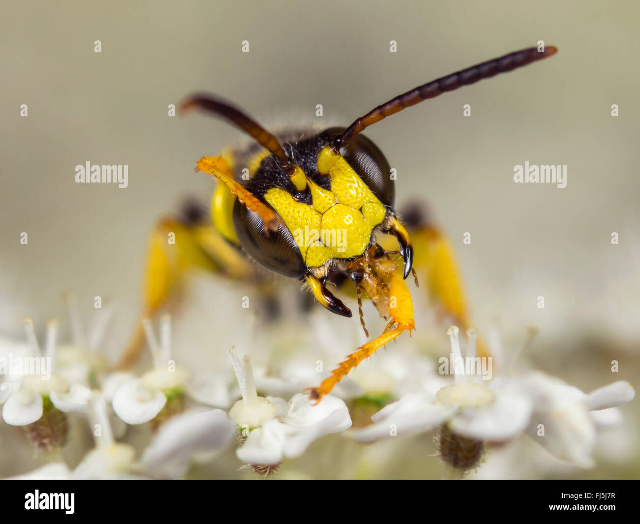Sand-tailed digger wasp (Cerceris arenaria), homme le toilettage sur la carotte sauvage (Daucus carota), Allemagne Banque D'Images