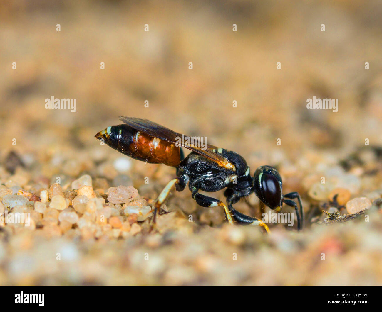 Digger wasp (Dinetus pictus), femelle creuse le nid à Sandy Ground, Allemagne Banque D'Images