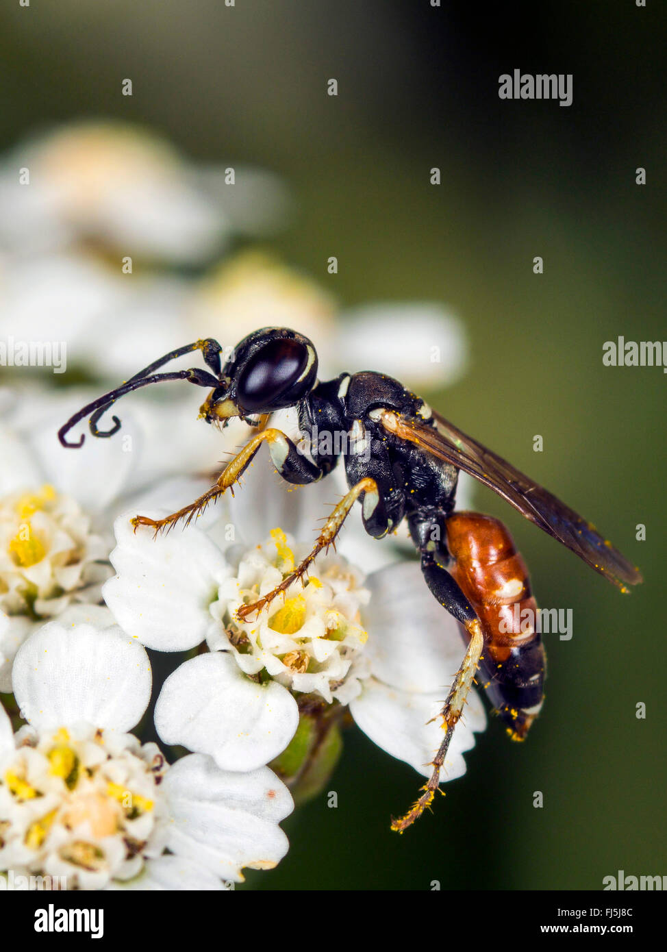 Digger wasp (Dinetus pictus), Femme de l'achillée millefeuille (Achillea millefolium), Allemagne Banque D'Images