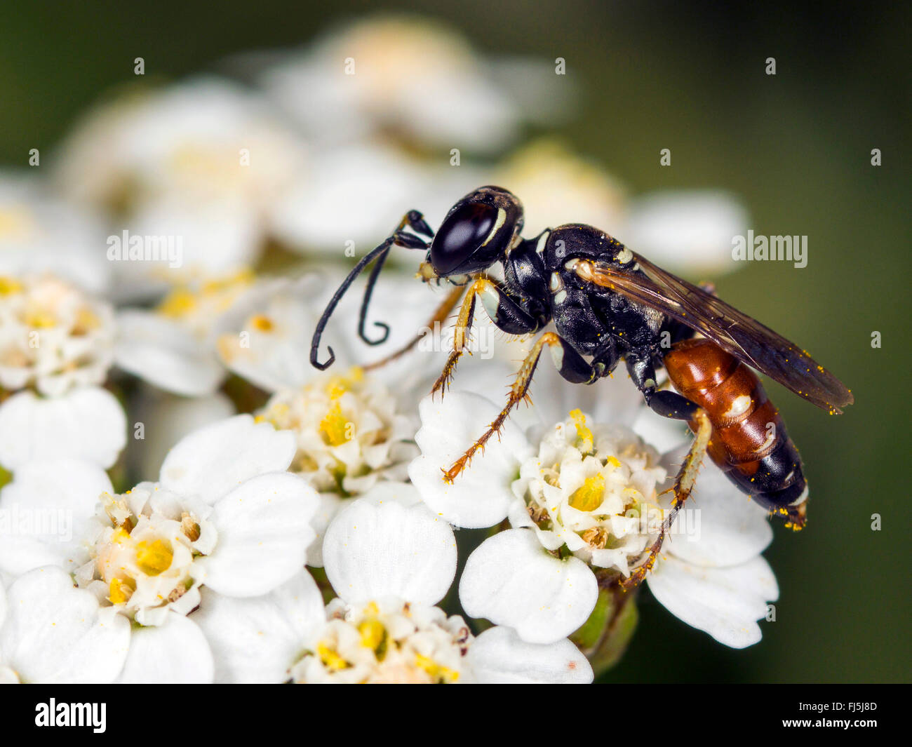 Digger wasp (Dinetus pictus), Femme de l'achillée millefeuille (Achillea millefolium), Allemagne Banque D'Images